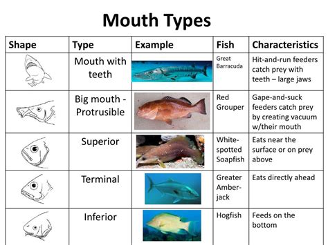 Understanding The Different Types And Functions Of Fish Teeth.